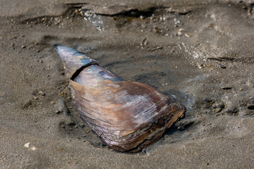Large brown mollusk shell laying in wet sand in shallow pool of water.