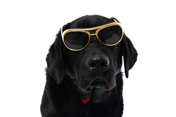 cool labrador retriever dog wearing sunglasses and a bowtie