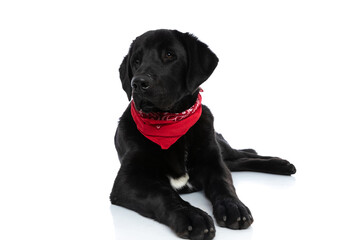 labrador retriever dog lying down and wearing a red bandana