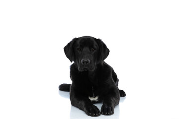 labrador retriever dog looking at the camera