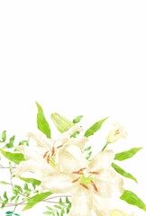 優しいタッチのカサブランカのイラスト