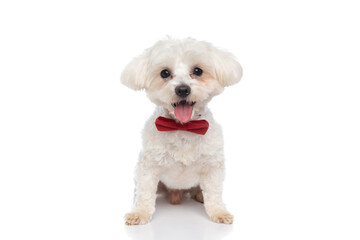 cute seated bichon dog sticking out tongue