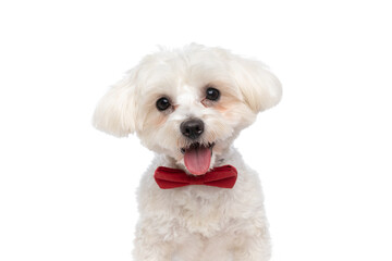 sweet bichon dog sticking his tongue out at the camera