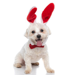 Obraz premium bichon dog with exposed tongue is wearing a red bowtie