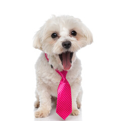 cute bichon dog feeling shocked, wearing a pink tie