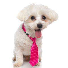 little bichon dog sticking his tongue out