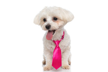 sweet bichon dog wearing pink tie