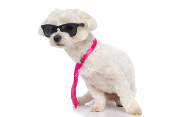 chic bichon dog wearing sunglasses and a pink tie
