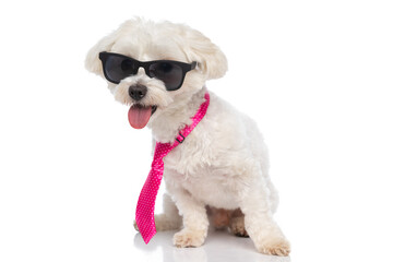 cool bichon dog wearing sunglasses and tie