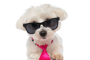 sweet little bichon dog wearing a pink tie