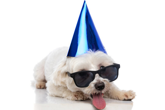 adorable bichon dog wearing a blue birthday hat