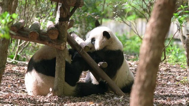 Two funny Giant pandas playing fighting biting wrestling each other. Amazing cute animals having fun spending leisure careless life. Watching wildlife from side, close-up full body view.