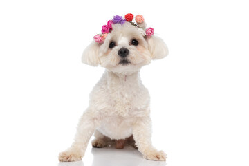 seated beautiful bichon dog wearing flowers