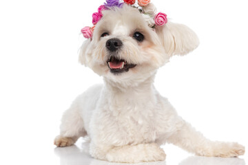 adorable bichon dog lying down, wearing a headband of flowers