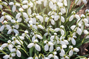 Snowdrops bloom on a sunny spring day