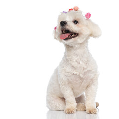 cute bichon dog with flowers on his head