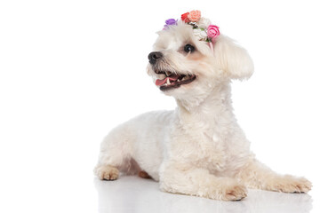 beautiful bichon dog wearing flowers, lying down