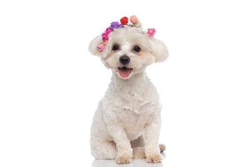 seated sweet bichon dog wearing a headband of flowers