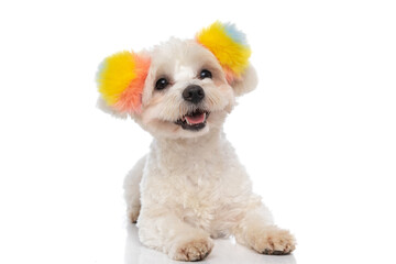 beautiful bichon dog wearing fluffy balls and feeling happy