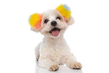 happy bichon dog wearing colorful fluffy balls