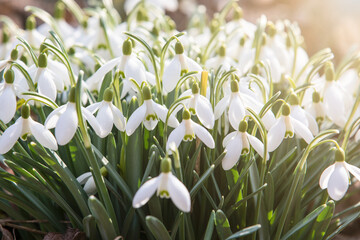 Blossomed snowdrops, white flowers. Sunny spring day