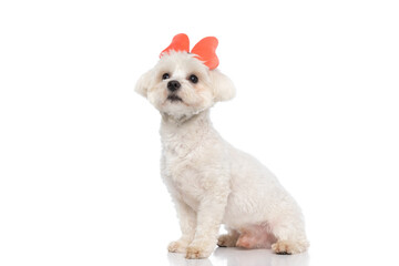 sweet bichon dog wearing a butterfly headband