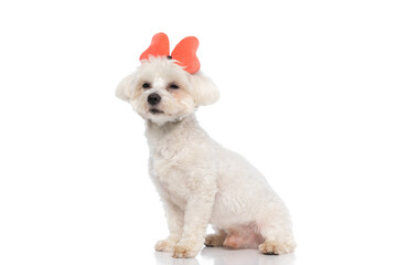 seated bichon dog wearing a butterfly headband