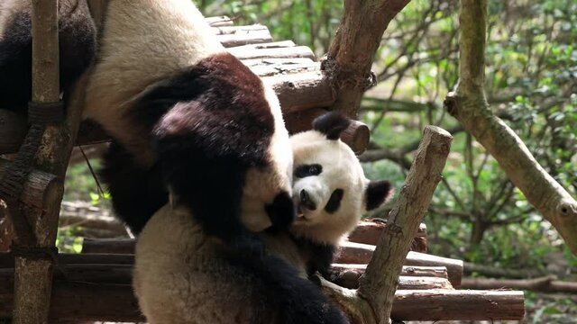 Two funny Giant pandas playing fighting biting wrestling each other. Amazing cute animals having fun spending leisure careless life. Watching wildlife from side, close-up full body view.