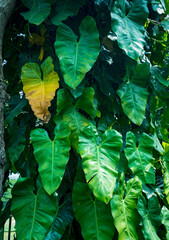 Leaves of elephant ear plant, in vertical growth. Colocasia, Alocasis, Xanthosoma