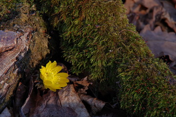森に咲いた福寿草の黄色い花。