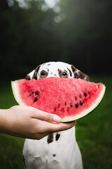 watermelon in a hand and dog