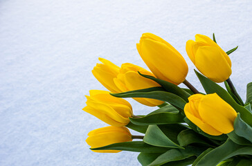Yellow tulips with green leaves on a white natural snow background. Spring holiday concept
