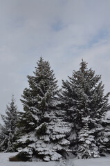 Fototapeta na wymiar Group of fir trees in winter park
