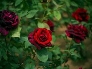 深紅の薔薇