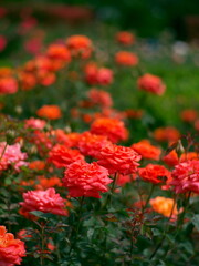 オレンジ色の薔薇