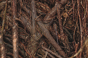 a tree with brown roots