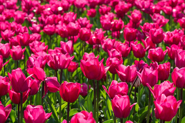 Beautiful spring red tulip flowers background