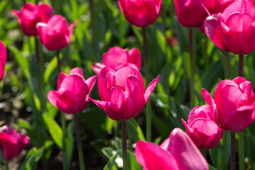 Beautiful spring red tulip flowers background