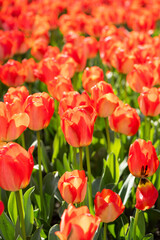 Beautiful spring saffron yellow tulip flowers background
