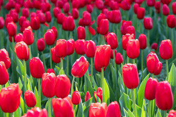 Beautiful spring red tulips flowers background