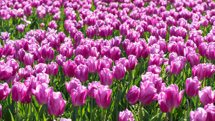 Beautiful spring pruple tulip flowers background