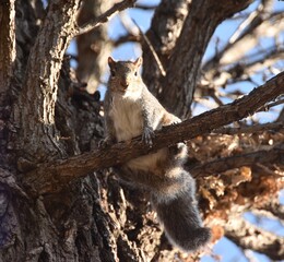 squirrel on tree