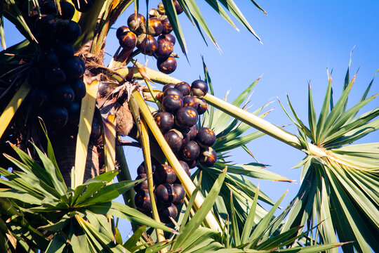Palmyra palm trees with its fruit in abunch against blue sky background