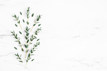 Eucalyptus leaves on marble background. Pattern made of eucalyptus branches. Flat lay, top view