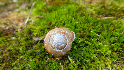 雨上がりのカタツムリ。葉の上を移動する