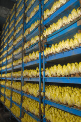 Production d'endives, salle de forcage