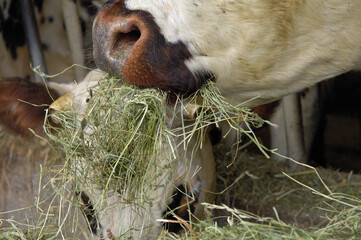 Vaches de race normande nourries uniquement au foin ventilé dans une ferme laitière certifiée...