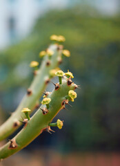 Closeup of small yellow flower (buds) in mushy stem of Indian Spurge Tree or Common milk hedge (Euphorbia neriifolia) plant. In West Bengal, it is known as 'manasa'.