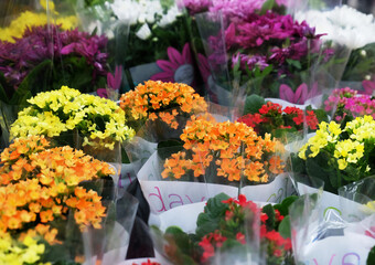Bouquets of flowers in the shop for sale