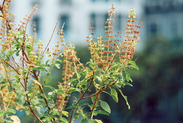 Closeup of tulsi (holy basil) plant with selective focus on flowers (inflorescence). Tulsi is a medicinal plant available throughout Indian subcontinent.